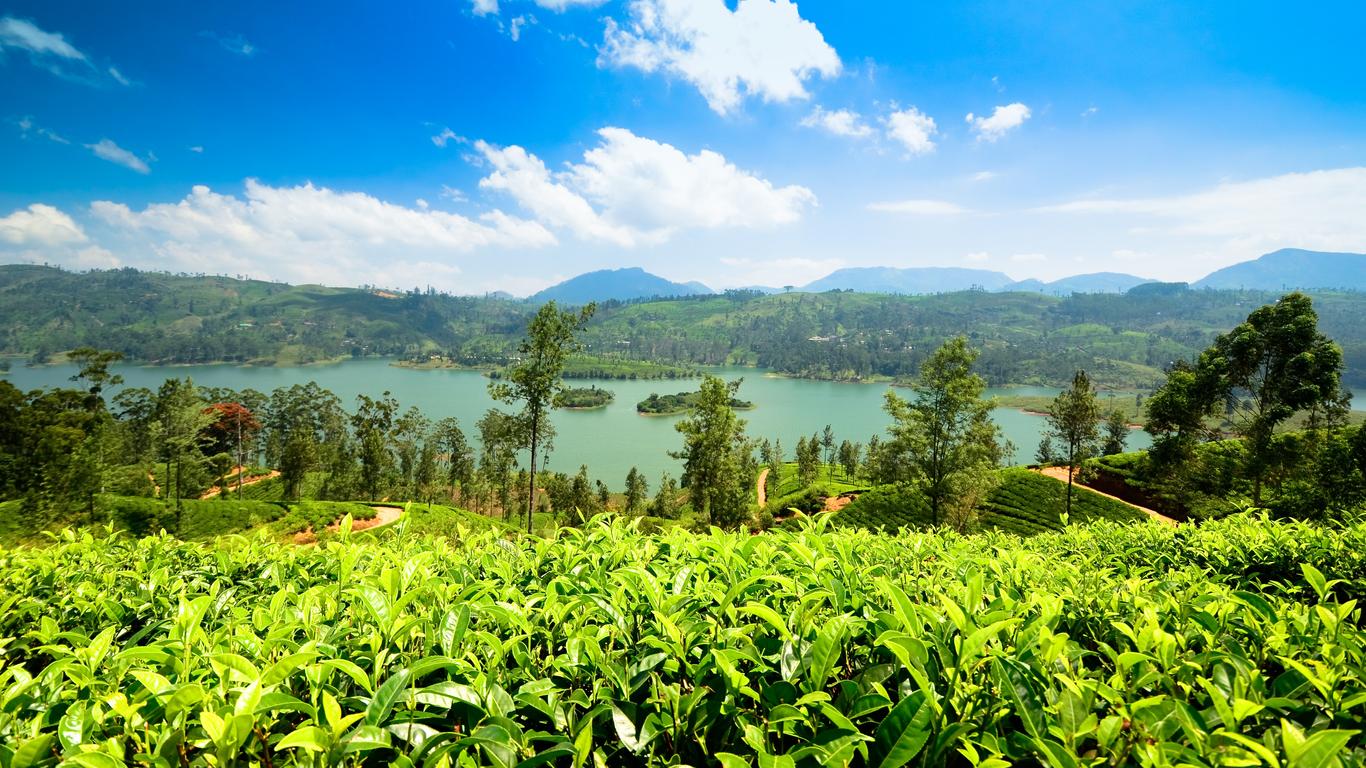 Nuwara Eliya Tea
