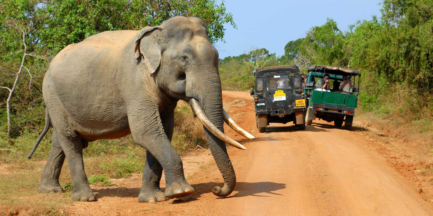 yala-safari-sri-lanka-economy-tours