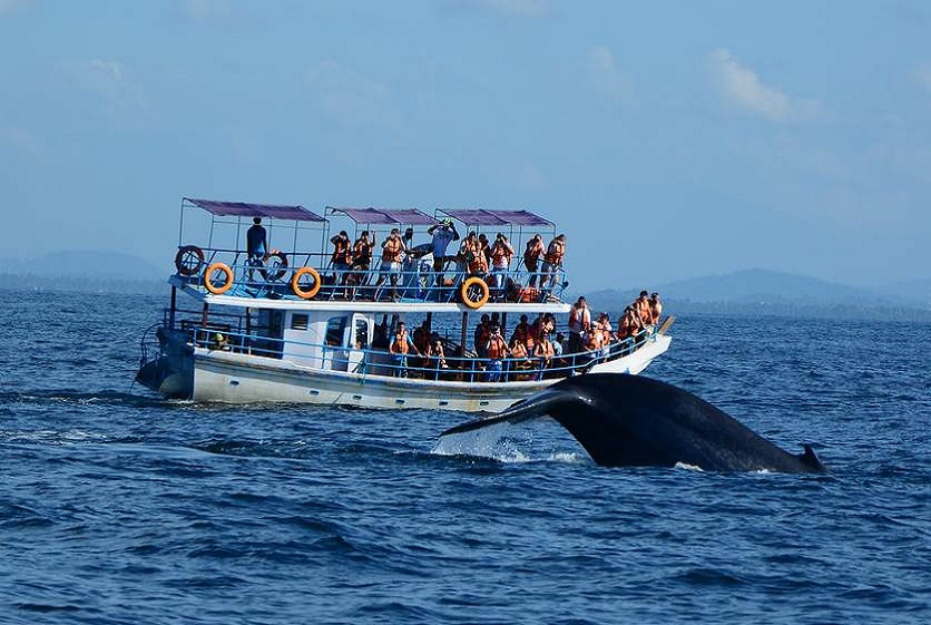 Whale_Watching_in_Sri_Lanka