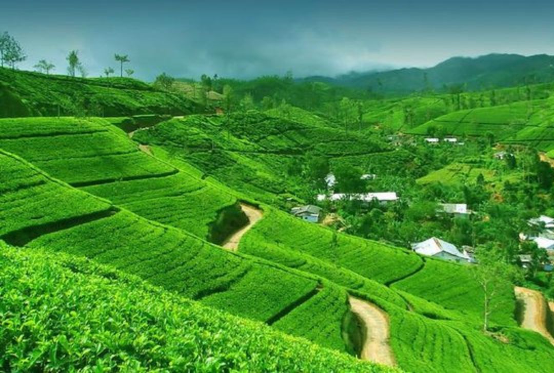 Nuwara Eliya Tea Plantation