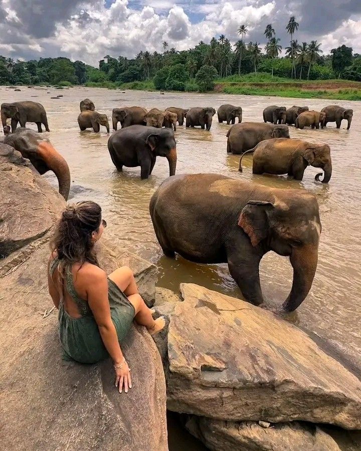 Visit Pinnawala Elephant Orphanage