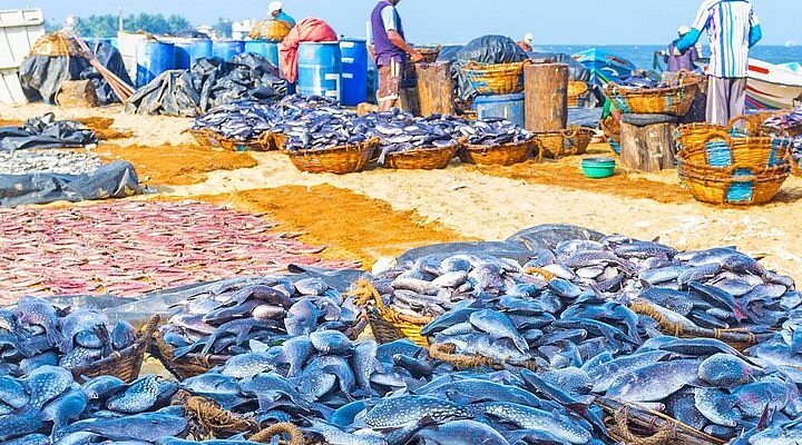 Wander Through the Negombo Fish Market