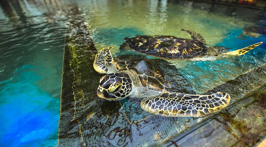 Visit a Turtle Conservation Park