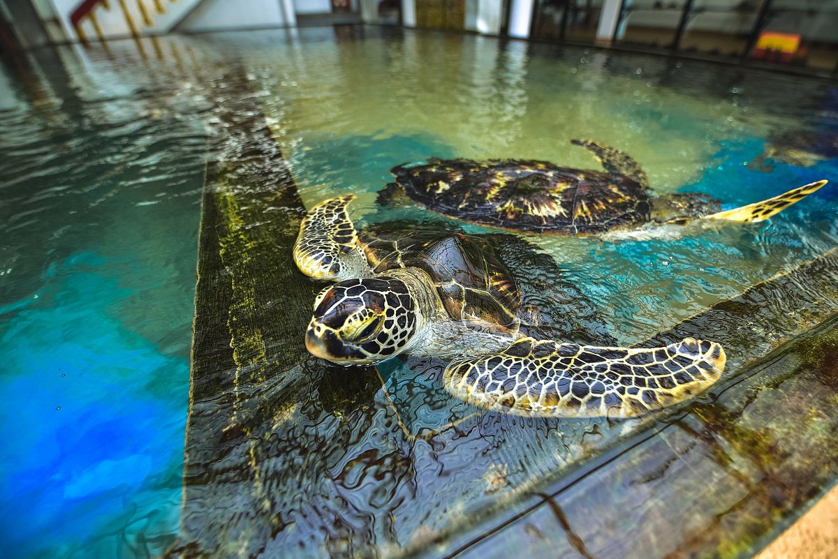 Visit a sea turtle hatchery.