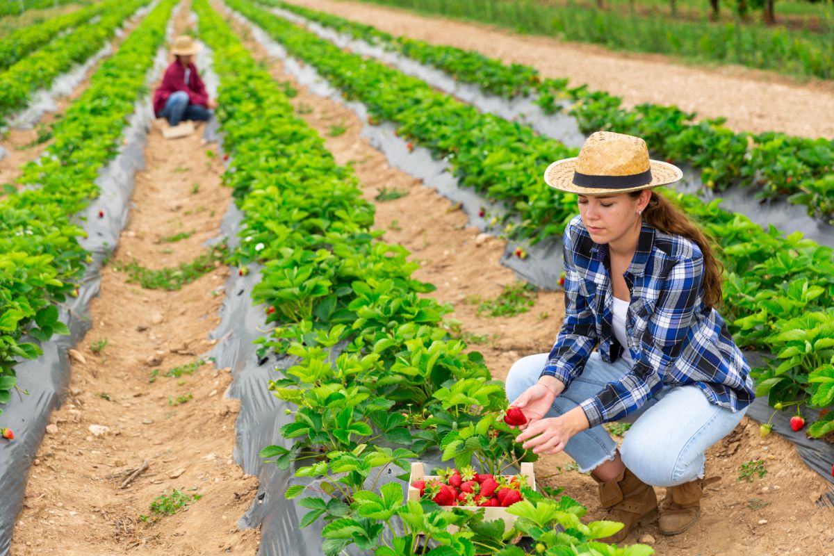 Pick strawberries at a local farm