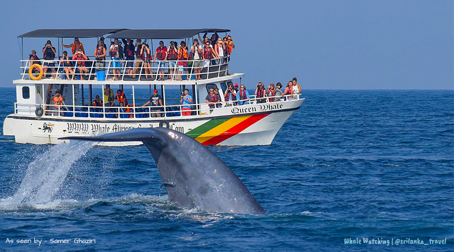 Visit Whale watching